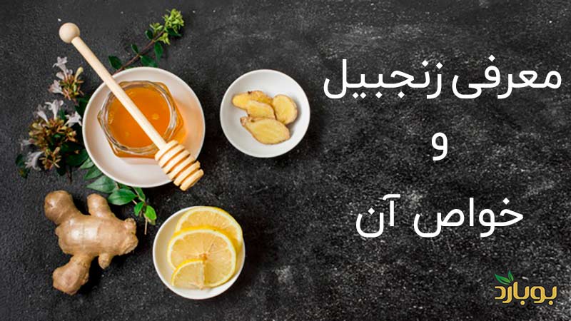 معرفی زنجبیل و خواص آن-Introducing ginger and its properties