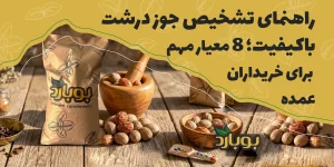 راهنمای تشخیص جوز درشت باکیفیت؛ ۸ معیار مهم برای خریداران عمده