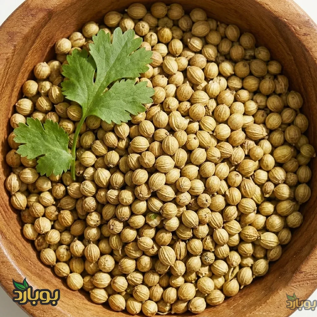 فروش عمده تخم گشنیز ، تخم گشنیز سرتی کیلویی عمده