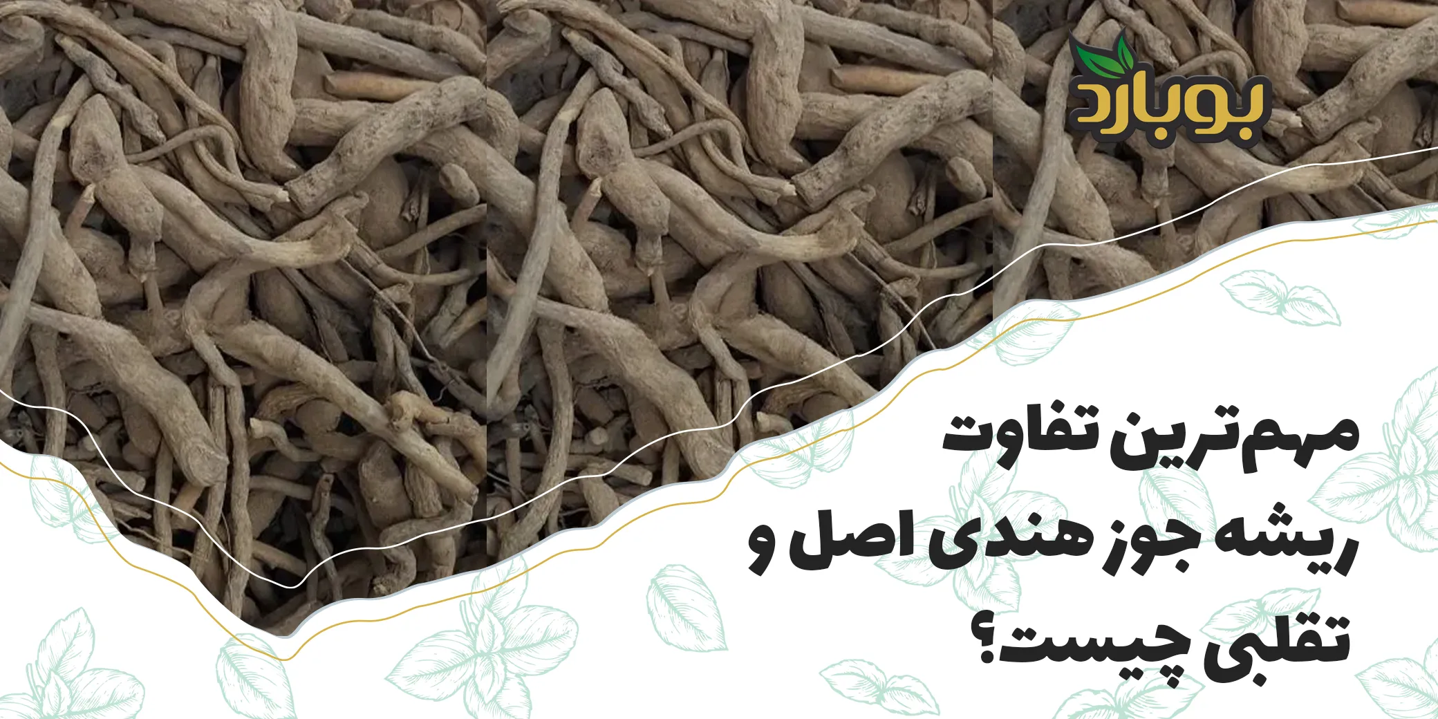 مهم‌ترین تفاوت ریشه جوز هندی اصل و تقلبی چیست؟