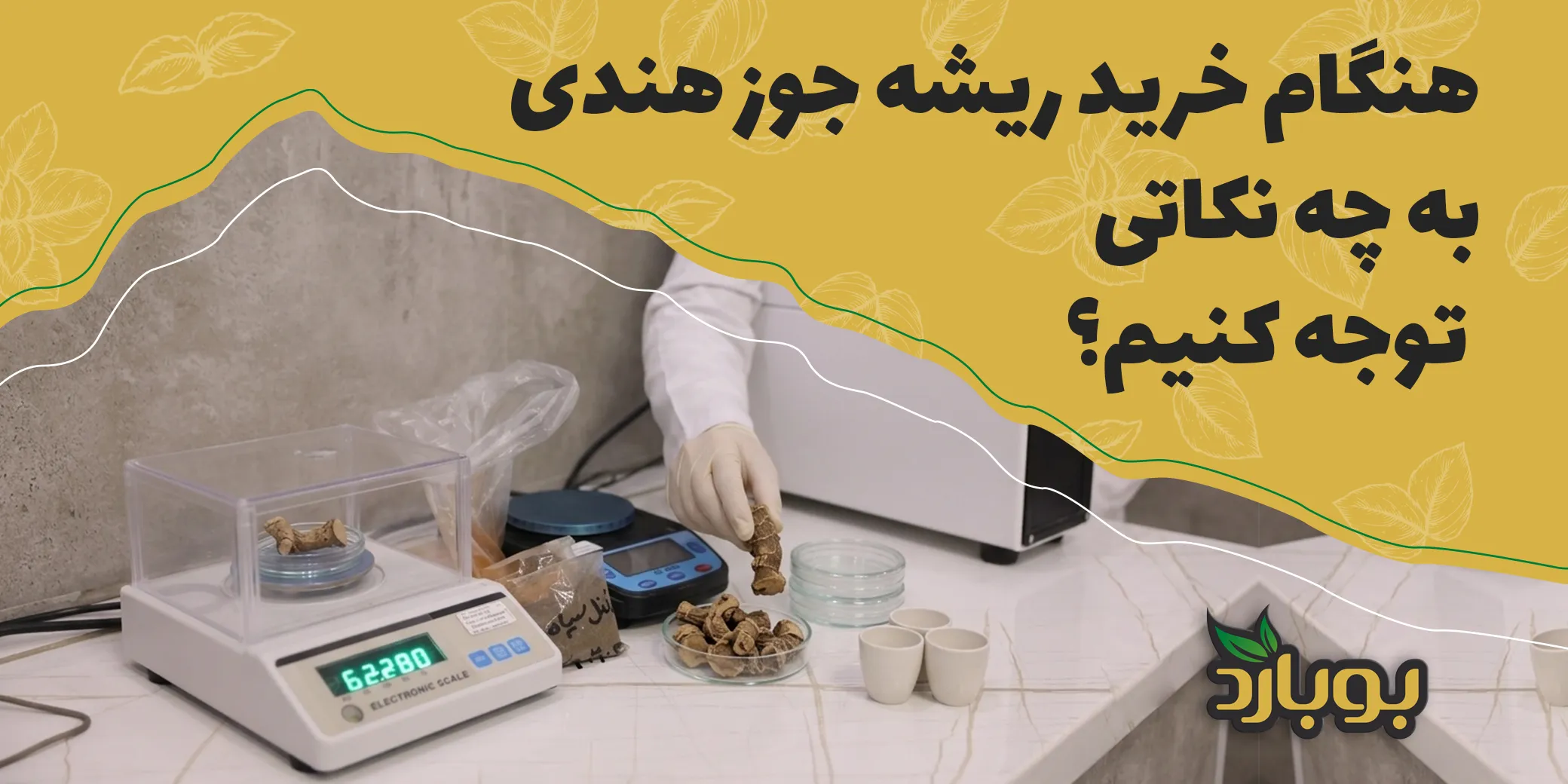 هنگام خرید ریشه جوز هندی به چه نکاتی توجه کنیم؟